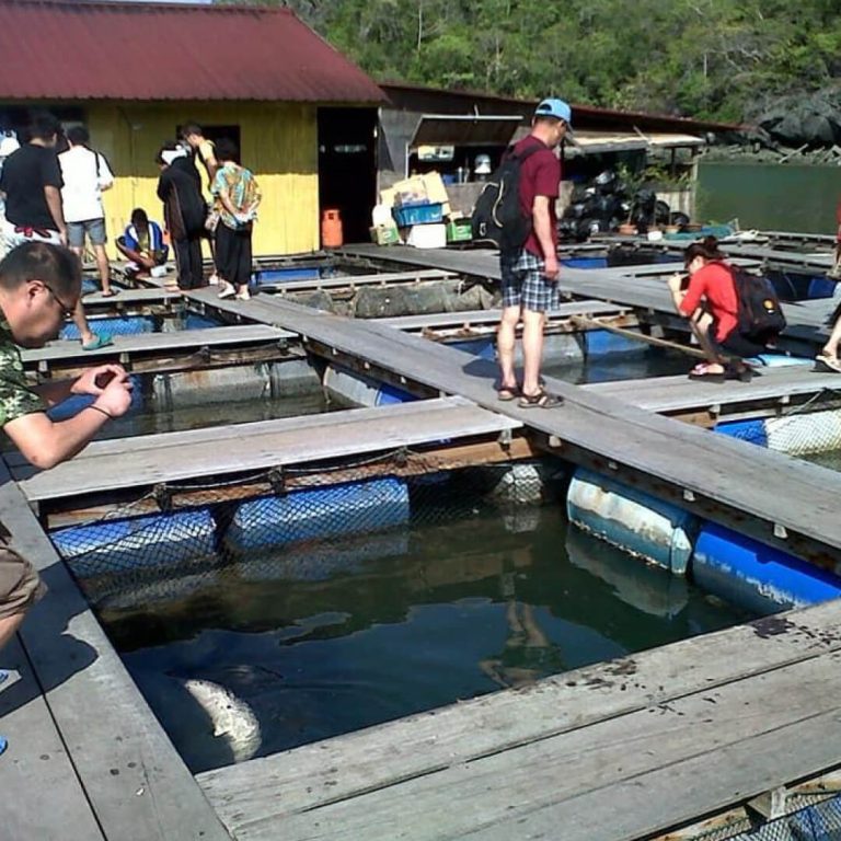 Fish show at floating restaurant